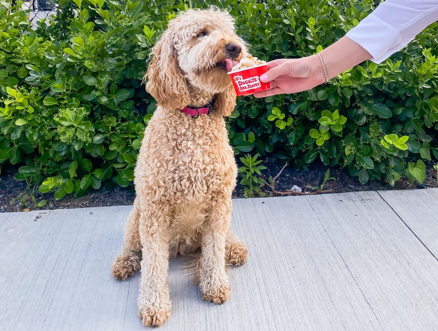 Doggie ice cream.jpg